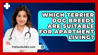 Which Terrier Dog Breeds Are Suitable for Apartment Living  PetGuide360com [upl. by Learrsi285]