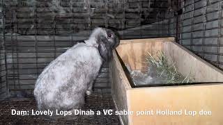 Dinah amp Angelo Holland Lop Kindle 110124 [upl. by Fontes628]