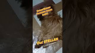 Lovely Stellah  Deep Sleep  Great Pet [upl. by Llevad]