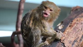 World’s smallest monkey arrives at Drusillas [upl. by Benia945]