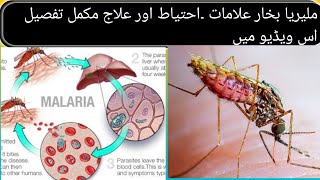 malaria fever symptoms and treatment malaria treatment  malaria symptoms [upl. by Rolecnahc]