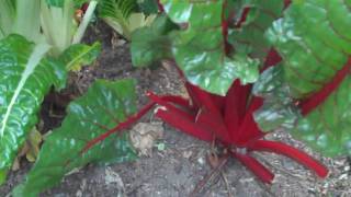 Swiss chard how to plant and grow [upl. by Siekram676]