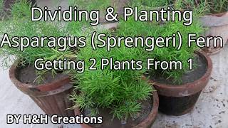 Dividing amp Planting Asparagus Sprengeri Fern [upl. by Ahsaercal830]