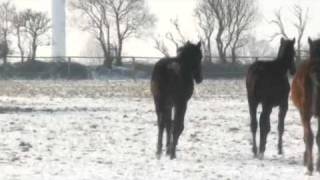 1 Year Old Horse by Stallion Cassini  Carpaccio [upl. by Lerak]