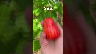 Cashew  jambu mete Anacardium occidentale fruit gardenhome nature brazil [upl. by Yseult]