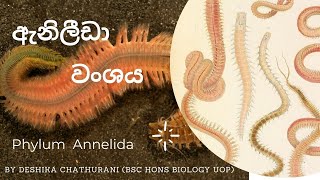 Kingdom Animalia  Phylum Annelida  ඇනිලීඩා වංශයAL biology lessons in sinhala live stream biology [upl. by Omarr969]