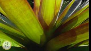 Bromeliad  Aechmea Imperialis Rudra [upl. by Shank599]