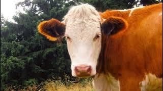 picture cow videos sound effect pictures mooing video sounds cows effects ambient realistic animal [upl. by Fuchs339]