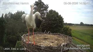 Storchennest Hamm  Jungfernflug  05082024 [upl. by Eninnaj205]