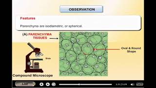 To study parenchyma collenchyma sclerenchyma from permanent slides 9th [upl. by Beniamino]