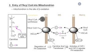 Lipod Catabolism Fatty Acid BetaOxidation [upl. by Uranie]