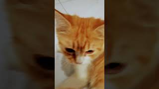 Cipi cipi capa capa🥴🫵cat shortvideos viralvideo imut cute kitten [upl. by Grose]