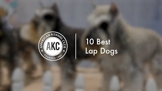 10 Popular Lap Dogs [upl. by Ahsilav611]