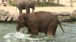 Kleiner Elefant versucht Babyelefant ins Wasser zu locken [upl. by Adiaz]