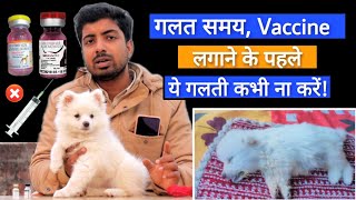 New puppy care tips  Right process of Vaccination in hindi by PomtoyAnurag [upl. by Olva]