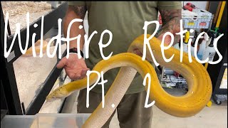 I Visit Wildfire Retics Pt 2 Giant Snakes [upl. by Dnaletak948]