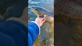 THICC Brown Trout FishaholicsCanada shorts fishing browntroutfishing [upl. by Septima216]