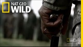 Gorillas at Risk in the Congo  Nat Geo Wild [upl. by Hourigan184]