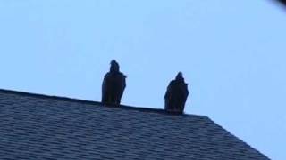 Turkey Vultures on Hwy H in Racine Wisconsin [upl. by Baker]