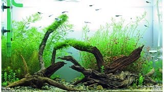 by the Forest Shore  Day 35  ADA 60 cm Aquarium [upl. by Nolyak]