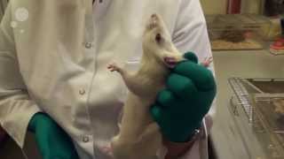 Scruff handling of rats [upl. by Beulah]