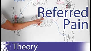 Referred Pain Explained [upl. by Keven]