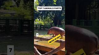 Amazing FARTS 💨 fartsoundeffect animals shorts instagram [upl. by Annawek]