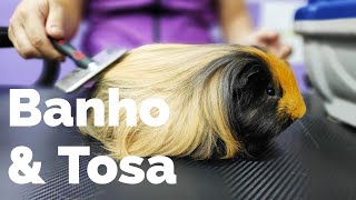 BANHO E TOSA EM PORQUINHOS DA ÍNDIA E MUITAS DICAS orientações que a Bhtosa e a Exotic in House [upl. by Swigart]