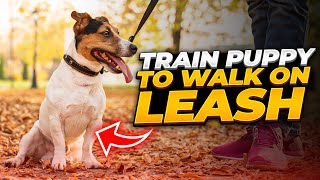 How to Train Any Puppy To Walk On Leash [upl. by Tati422]