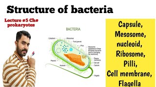 Structure of Bacteria in detail Complete Lecture 5 CH Prokaryotes [upl. by Chesney]