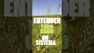 Agricultura regenerativa cultivo de servicio camelina [upl. by Namus711]