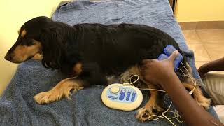 FCE or Spinal Stroke in Dogs Lisa Recovers from Paralysis [upl. by Vacuva]