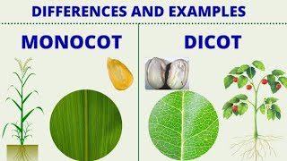 एक बीजपत्री और द्विबीजपत्री पौधों में अंतर Difference between monocotyledons and Dicotyledons [upl. by Blondy]