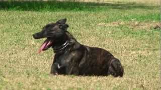 Police K9 Unit  Attack Dog Training On Miami Beach [upl. by Royal946]