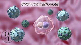 Chlamydia trachomatis Tracoma Infección de Transmisión Sexual [upl. by Wilbur715]