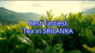 இலங்கையில் இப்படியா டீ இவ்வளவு டேஸ்டா Magical Tea Plantation in SRILANKAதமிழ் ஜங்கிள் ஸ்டோரிஸ் [upl. by Asirap]