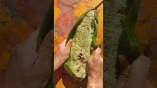 How to collect Sponge gourd  Luffa seeds gardening bottlegourd garden gourd gardeningtip like [upl. by Ocisnarf]