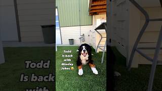 Monday’s with Todd mondaymotivaton mondayfunday dadjokes cutedog behindthescene [upl. by Annia]