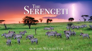 The Serengeti 4K  Scenic Wildlife Film With African Music [upl. by Elockcin]