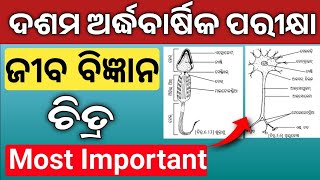 10th class half yearly exam important science drawing question  sa1 exam paper science subjective [upl. by Eimmelc]