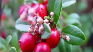 Health Benefits of Lingonberries Cowberries [upl. by Eben]