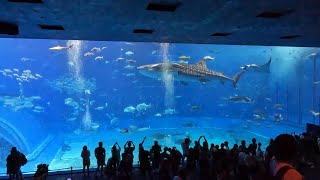 おきなわワールドの玉泉洞と海洋博公園の美ら海水族館へ行ってクイーンコーラルクロスで帰って来ました [upl. by Sokem]