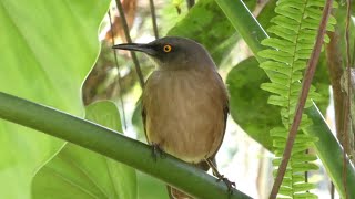 Guadeloupe Brown Trembler Cinclocerthia ruficauda tremula  Endemic Island Subspecies [upl. by Gruchot]