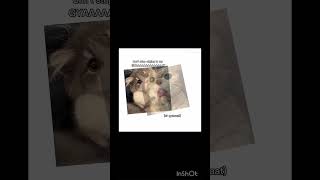 Brainrot song subpls funnymemes cat [upl. by Shaylyn]