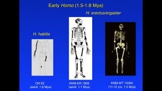 CARTABipedalism and Human OriginsChristopher Ruff Limb Strength and Locomotion in Early Hominins [upl. by Ennairrac]