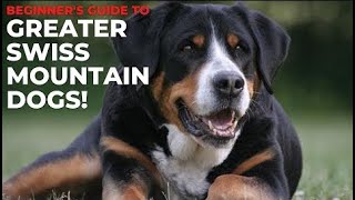 BEGINNERS GUIDE TO GREATER SWISS MOUNTAIN DOGS [upl. by Lozano]