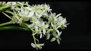 Ornithogalum balansae  Milchstern StarofBethlehem [upl. by Assetan]