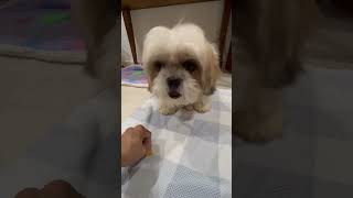 Furbies need also snack time asmr shortvideo dog pets shihtzu [upl. by Eesdnyl]