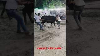 DANGEROUS BUFFALO 😱 trending viral kolkatacow2024 shorts reels india viralshorts golbari [upl. by Arimat]