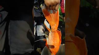 Golden fish🐠🐋🐟 fish goldfish aquarium amazingfacts amazing fishing pets fishaquarium trend [upl. by Itnavart]